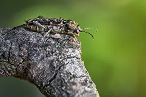 Xylotrechus rusticus