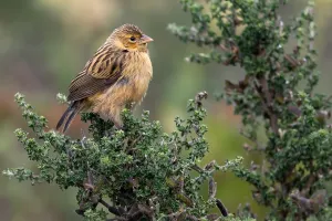 Wild Animal In Nature Drucke: Yellow Bishop, Euplectes capensis