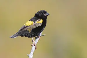 Western Cape Nature Photography Drucke: Yellow Bishop, Euplectes capensis