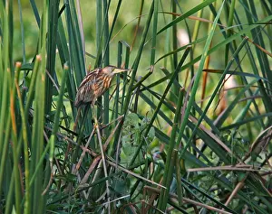 Wild Animal Images Asia Drucke: Yellow Bittern, Ixobrychus sinensis