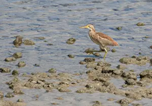 Pacific Island Wildlife Drucke: Yellow Bittern (Ixobrychus sinensis)