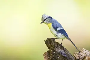 Bilder Datiert 28. Mai 2015: Gelbbrustmeise