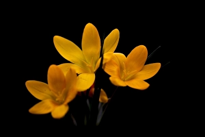 Yellow Crocus Drucke: Yellow crocus, Crocus flavus
