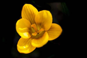 Yellow Crocus Drucke: Yellow crocus, Crocus flavus