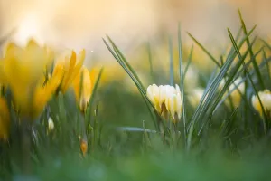 Yellow Crocus Drucke: Yellow crocus, Crocus flavus