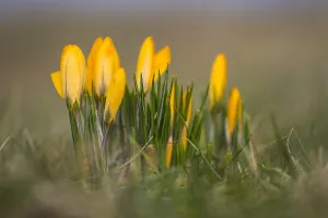 Yellow Crocus Drucke: Yellow crocus, Crocus flavus