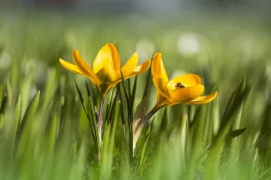 Yellow Crocus Drucke: Yellow crocus, Crocus flavus