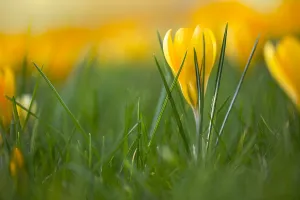Yellow Crocus Drucke: Yellow crocus, Crocus flavus