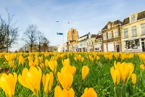 Yellow Crocus Drucke: Yellow crocus, Crocus flavus