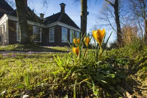 Yellow Crocus Drucke: Yellow crocus, Crocus flavus
