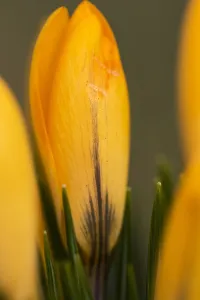 Yellow Crocus Drucke: Yellow crocus, Crocus flavus
