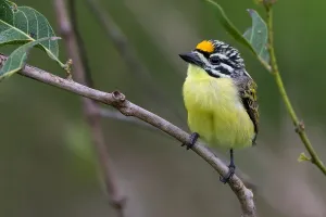 Gelbfront-Tinkenfalter, Pogoniulus chrysoconus
