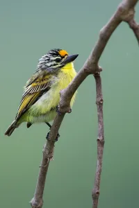 Gelbbäuchige Tinkammeis, Pogoniulus chrysoconus