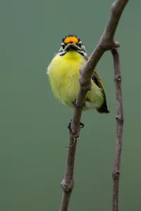 Wild Animals In Natural Environment Drucke: Yellow-fronted Tinkerbird, Pogoniulus chrysoconus