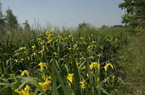 Bilder Datiert 8. Juni 2006: Gelbe Glockenblume, Gelbe Lis, Iris pseudacorus