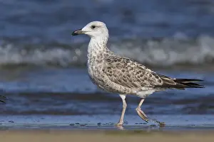Yellow Legged Gull Drucke: Yellow-legged Gull