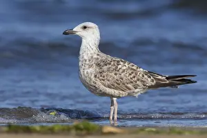 Laridae Family Birds Drucke: Yellow-legged Gull