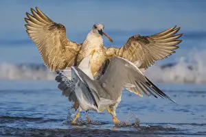 Larus Michahellis Drucke: Yellow-legged Gull