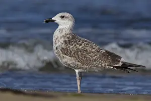 Yellow Legged Gull Drucke: Yellow-legged Gull