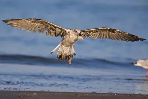 Larus Michahellis Drucke: Yellow-legged Gull