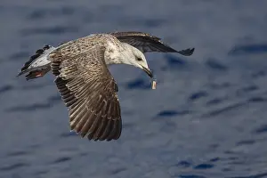 Yellow Legged Gull Drucke: Yellow-legged Gull