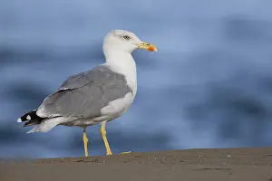 Yellow Legged Gull Drucke: Yellow-legged Gull