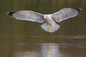 Yellow Legged Gull Drucke: Yellow-legged Gull, Larus michahellis