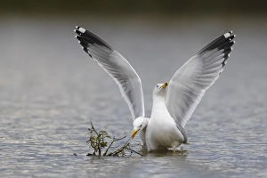 Avian Fauna Conservation Drucke: Yellow-legged Gull, Larus michahellis