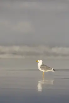 Yellow Legged Gull Drucke: Yellow-legged Gull, Larus michahellis