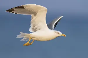 Yellow Legged Gull Drucke: Yellow-legged Gull, Larus michahellis