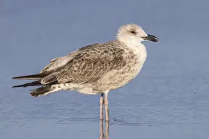 Yellow Legged Gull Drucke: Yellow-legged Gull, Larus michahellis