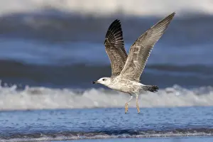 Larus Michahellis Drucke: Yellow-legged Gull, Larus michahellis