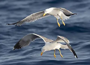 Bird Flying Over Water Drucke: Yellow-legged Gull, Larus michahellis michahellis