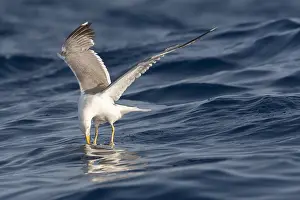 Yellow Legged Gull Drucke: Yellow-legged Gull, Larus michahellis michahellis