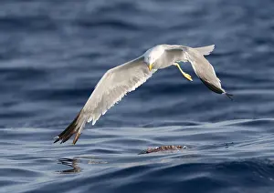 Bilder vom 7. Juli 2015: Mittelmeergässerl, Larus michahellis michahellis