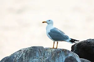 Birds In Europe Drucke: Yellow-legged Gull, Larus michahellis michahellis