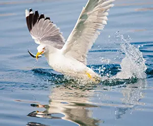 Yellow Legged Gull Drucke: Yellow-legged Gull, Larus michahellis michahellis