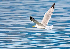 Yellow Legged Gull Drucke: Yellow-legged Gull, Larus michahellis michahellis
