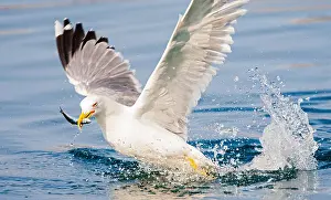 Yellow Legged Gull Drucke: Yellow-legged Gull, Larus michahellis michahellis