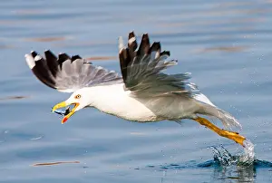 Bilder Datiert 30. Mai 2009: Mittelmeergänsegeier, Larus michahellis michahellis