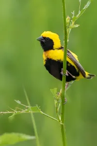Gelbbuschel-Widowbird, Euplectes macroura