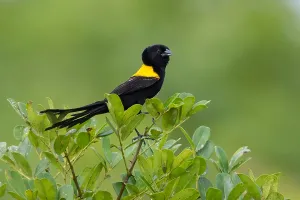 Wild Animal In Natural Environment Drucke: Yellow-mantled Widowbird, Euplectes macroura