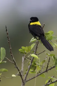 Summer Plumage Birds Drucke: Yellow-mantled Widowbird, Euplectes macroura