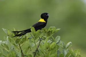 Gelbbürzige Witwenvogel, Euplectes macroura
