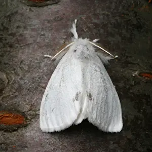 Gerahmter Druck : Gelbflossen-Schwanz; Donsfalter; Euproctis similis