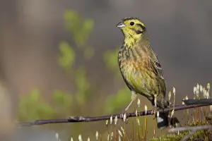 Yellowhammer Bird Drucke: Yellowhammer