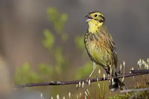 Yellowhammer Bird Drucke: Yellowhammer