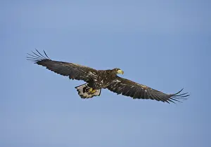 Haliaeetus Albicilla Species Drucke: Zeearend ; White-tailed Eagle