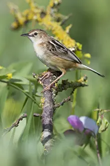 Europe Wildlife Drucke: Zitting Cisticola