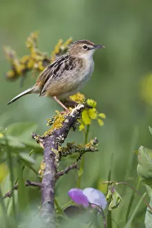 Europe Wildlife Drucke: Zitting Cisticola